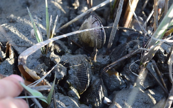 Mussels pave the surface around salt marsh grass stems in a Georgia marsh.